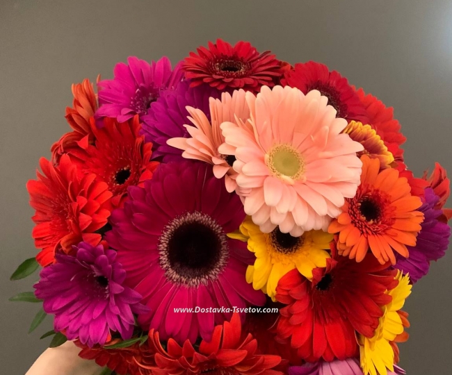 Gerbera mix "Romance" - photo #2