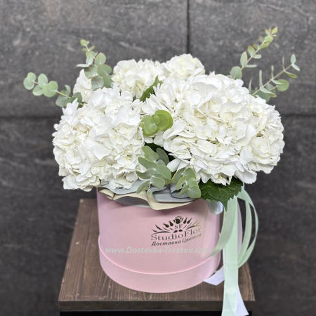 Hydrangea in a box "Pink Caramel"