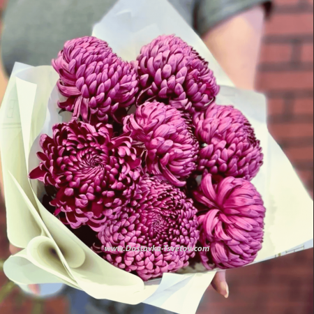 Chrysanthemum "Curler"