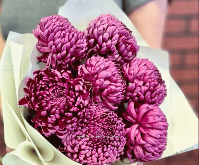 Flowers Chrysanthemum "Curler"