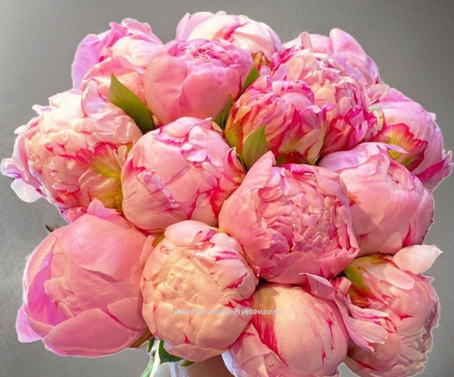 Peonies Light bouquet "Cosmo Peony"