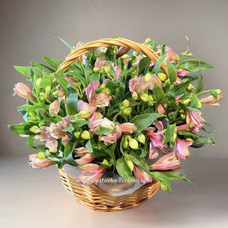 Composition of "Alstroemeria"