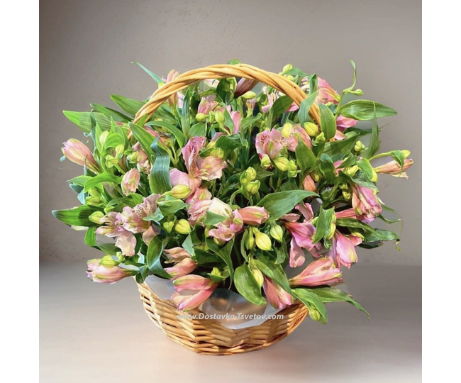 For Birthday Composition of "Alstroemeria"