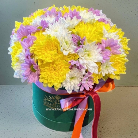 Chrysanthemums in a box "Benefis"