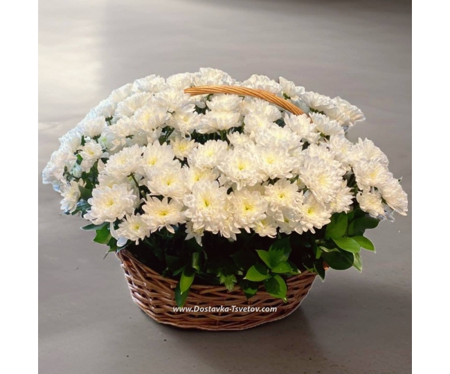 Flowers Chrysanthemums in a basket "Snowy Time"