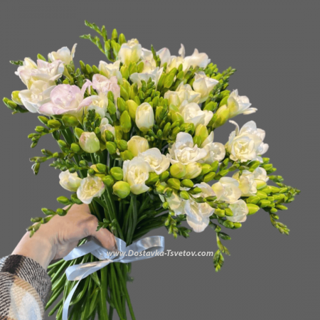 White Freesia "Arpha"