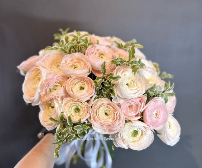 Ranunculus The Most Delicate "Pink Veil"