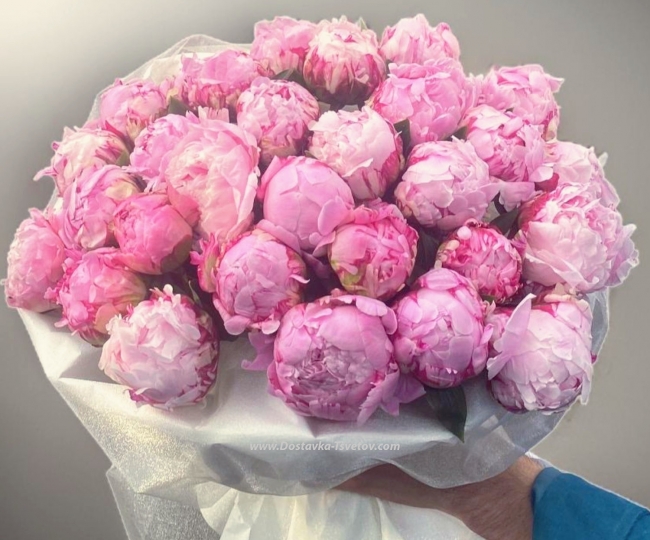 Peonies Pink flowers "Peony of Happiness"