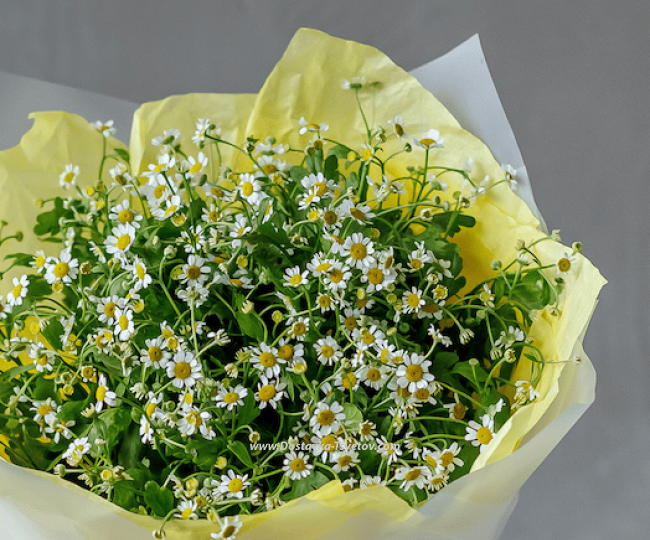 Daisies in the bouquet "Snow White" - photo #4