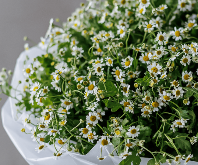 Bouquet of daisies "Adam and Eve" - photo #4