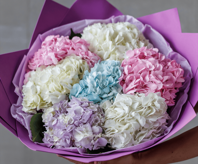 Multicolored hydrangeas "Laska" - photo #2