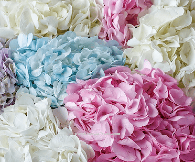 Multicolored hydrangeas "Laska" - photo #4