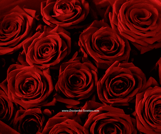 Red roses "Elizabeth II" - photo #4