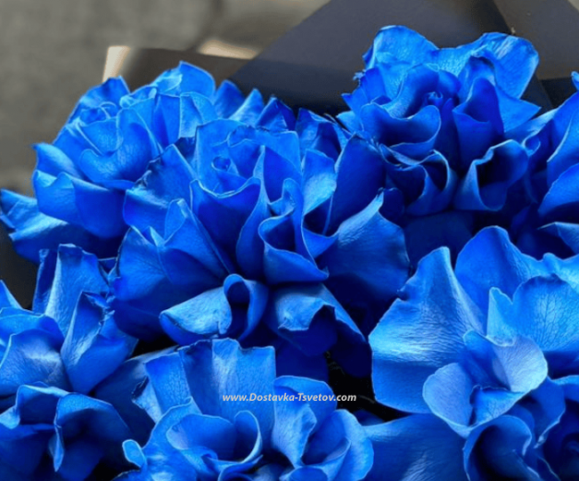 Bouquet of blue roses "Velvet Rose" - photo #2