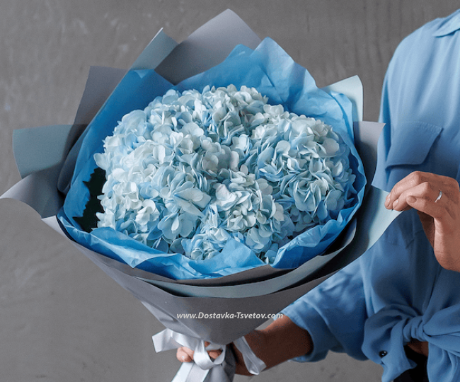 Flowers Blue Hydrangeas "Moonlit Evening"