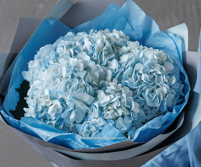 Blue Hydrangeas "Moonlit Evening" - photo #4