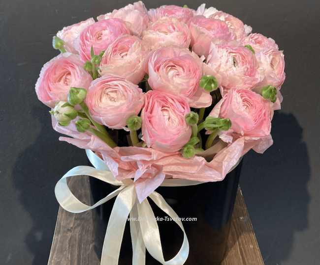 Ranunculus Buttercups "Strawberries With Cream"