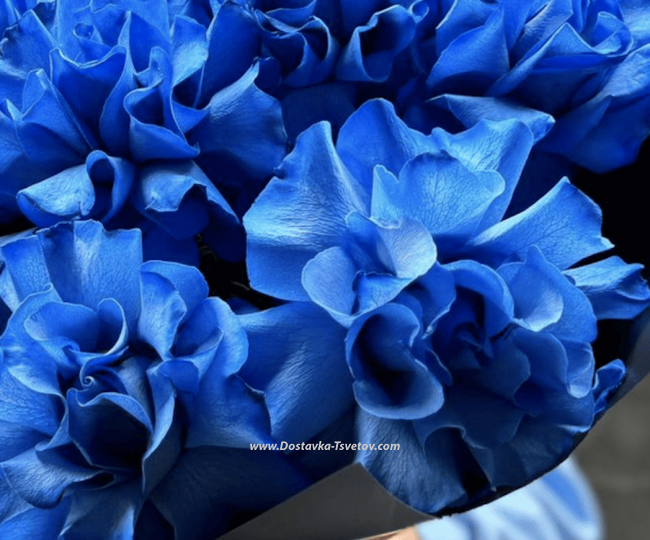 Bouquet of blue roses "Velvet Rose" - photo #3