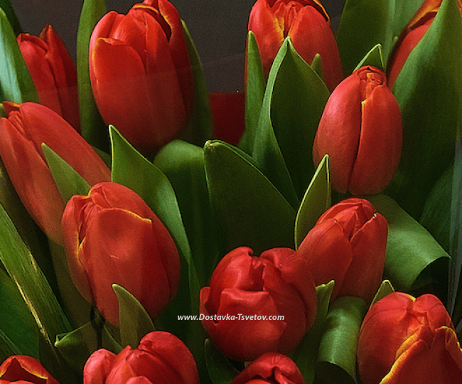 Bouquet of tulips "Matilda" - photo #2
