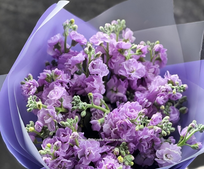 Flowers Bouquet of Matthiola "Lavender Dream"