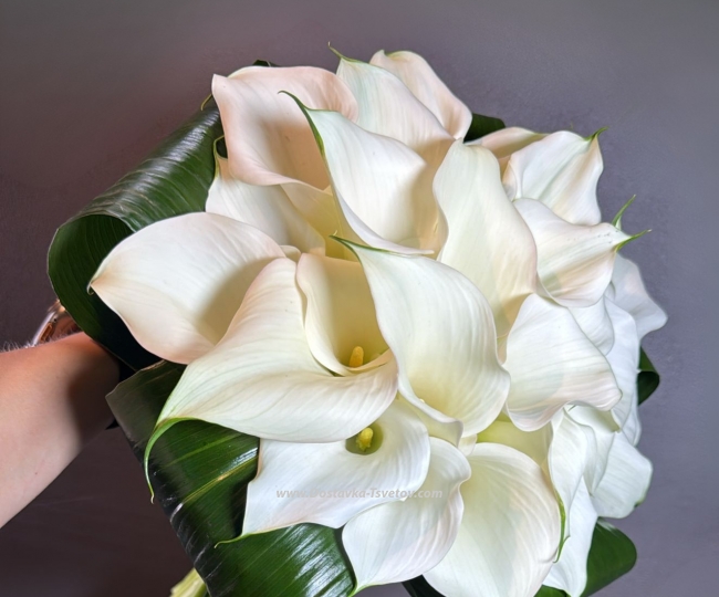 Flowers 31 white calla lilies "Monica Bellucci"