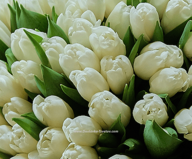 101 white tulips "Saturn" - photo #2