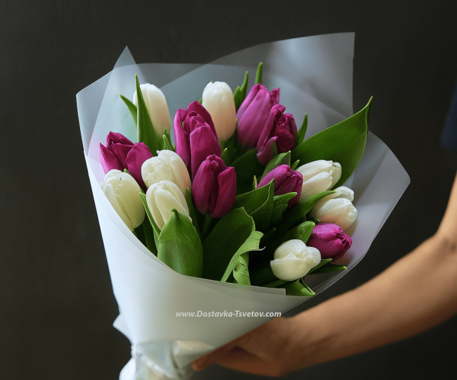 Tulips Lilac tulips "My World"