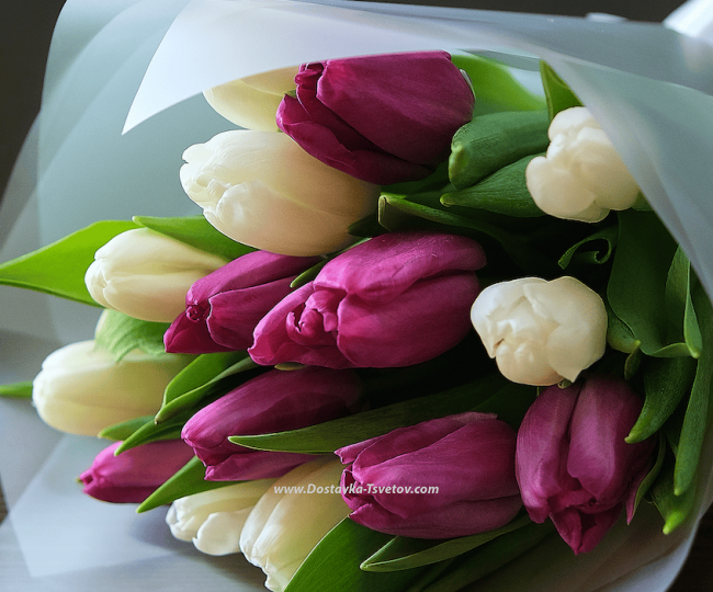 Lilac tulips "My World" - photo #2