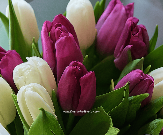 Lilac tulips "My World" - photo #3