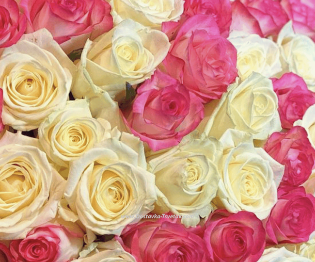 101 Roses mix "Perfection" - photo #3