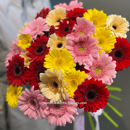 Gerbera mix "Romance"