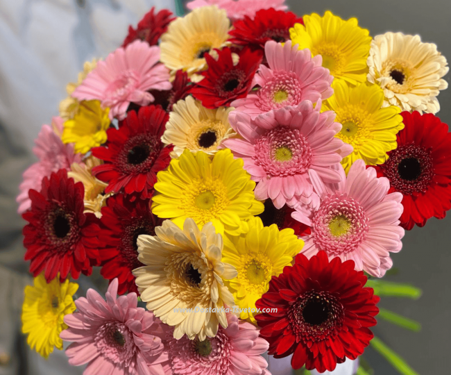 Gerberas Gerbera mix "Romance"