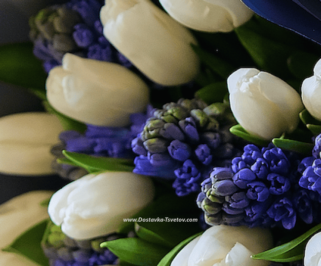 Hyacinths and tulips "Russia" - photo #3