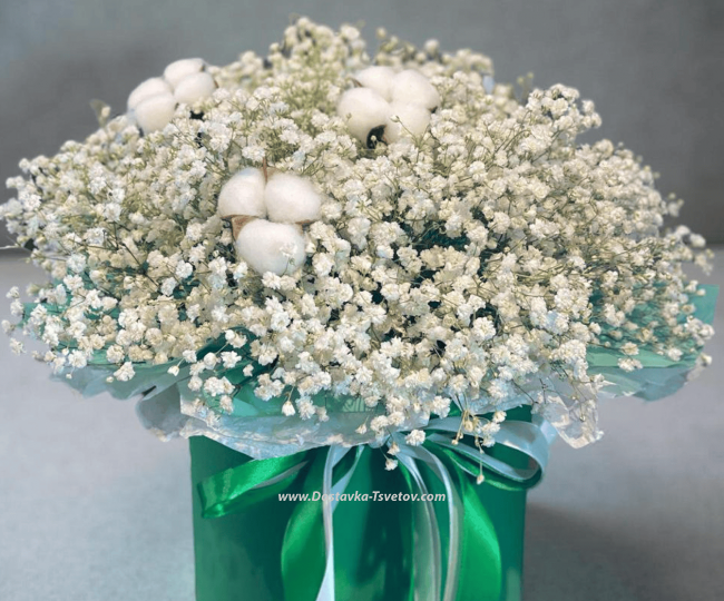 Gypsophila Gypsophila in a box "White Dream"