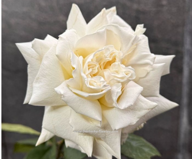 25 peony roses "Melodic Motive" - photo #3