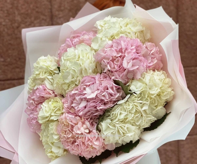 Flowers Gorgeous hydrangeas "Montjuic"