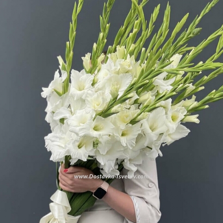 21 white gladiolus "White Haze"