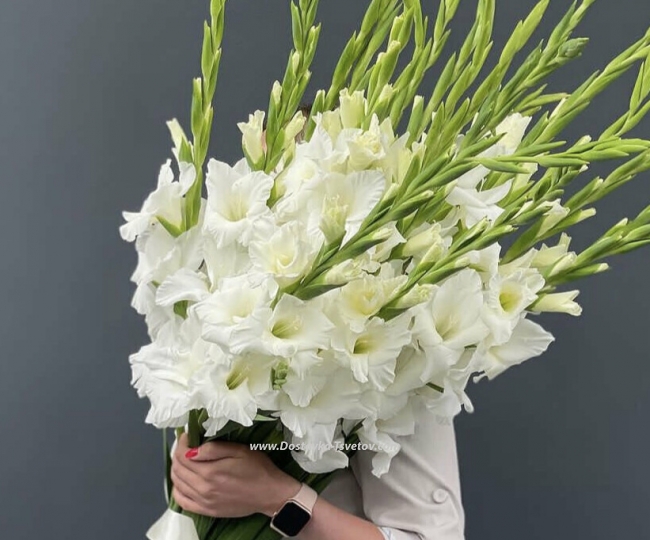 Flowers 21 white gladiolus "White Haze"