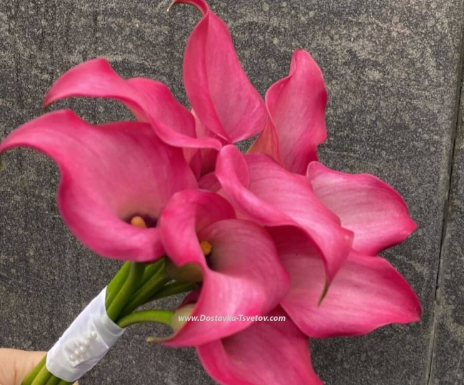 Flowers Bridal Bouquet of Pink Calla Lilies "Barbie"