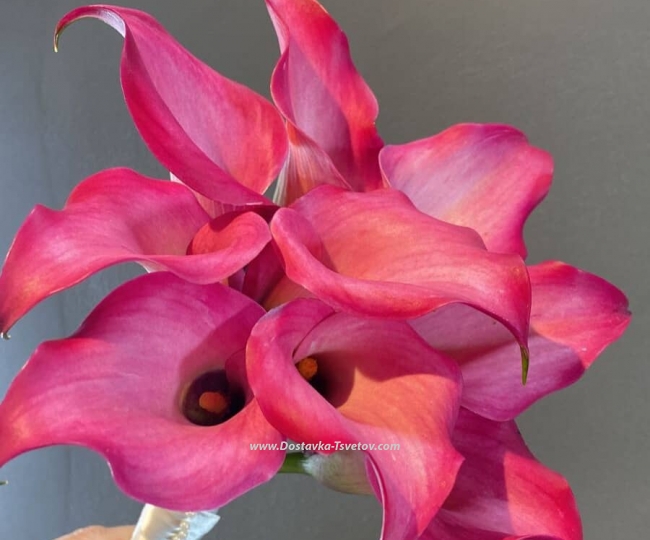 Bridal Bouquet of Pink Calla Lilies "Barbie" - photo #2