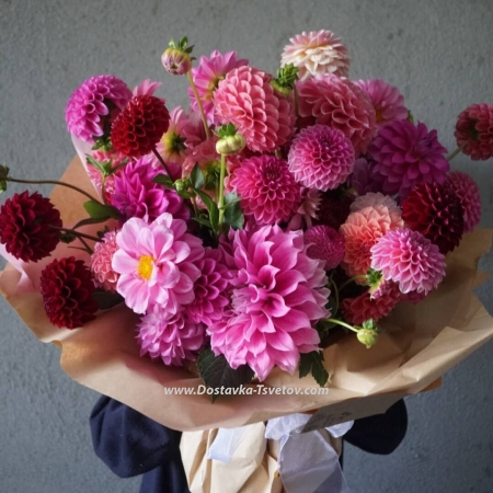 27 Dahlia "Autumn Entourage"