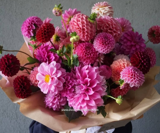 Flowers 27 Dahlia "Autumn Entourage"