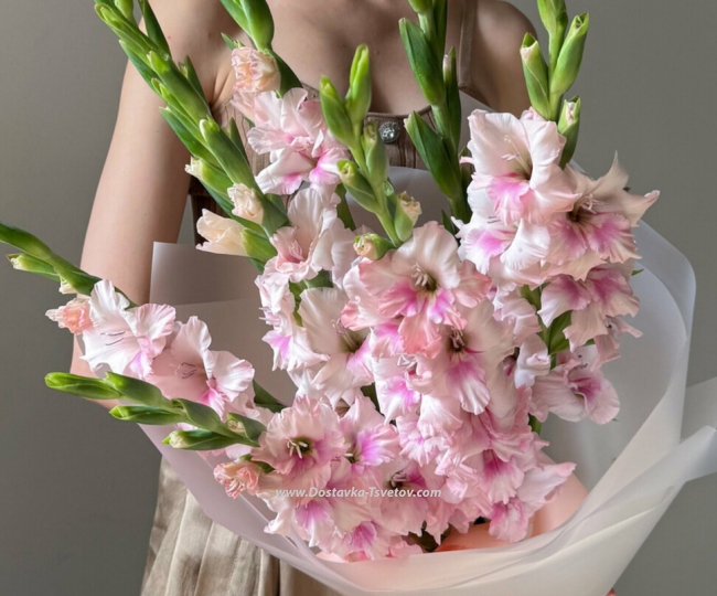 Flowers 9 gladioli "Pink Rustle"