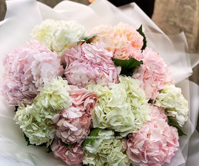 Gorgeous hydrangeas "Montjuic" - photo #2