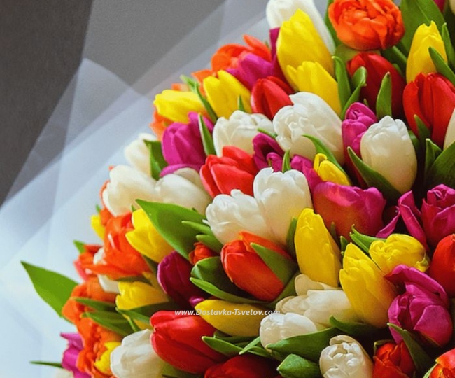 Tulips "Salute" - photo #3