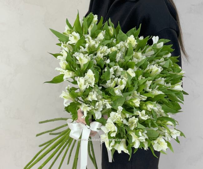 Flowers 21 white alstroemeria "Alstrodrive"