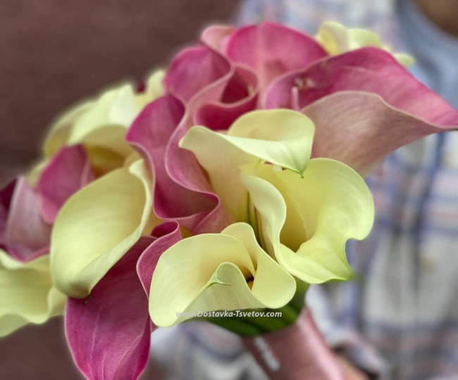Airy bouquet "21 white-pink callas" - photo #2