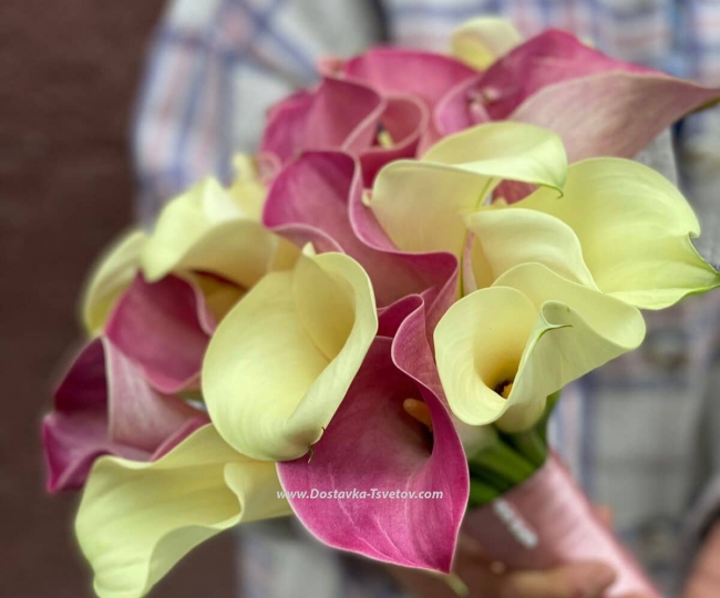 Flowers Airy bouquet "21 white-pink callas"
