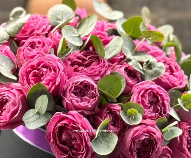 Peony bush "Rose of the Winds" - photo #3