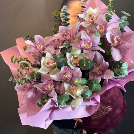 Variegated orchids "Jakarta"